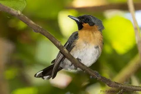 Moluccan Monarch