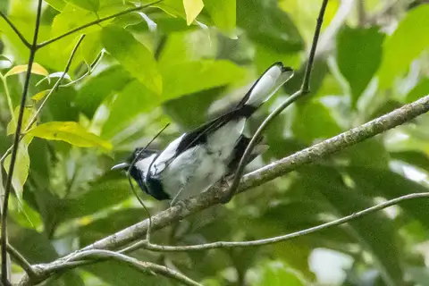 Kolombangara Monarch