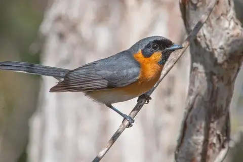 Australian Spectacled Monarch