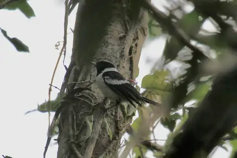 White-collared Monarch
