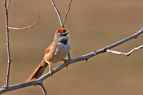 Pale-breasted Spinetail