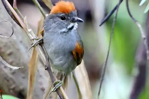 Dark-breasted Spinetail