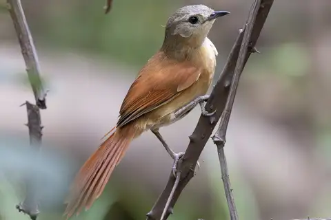 White-lored Spinetail