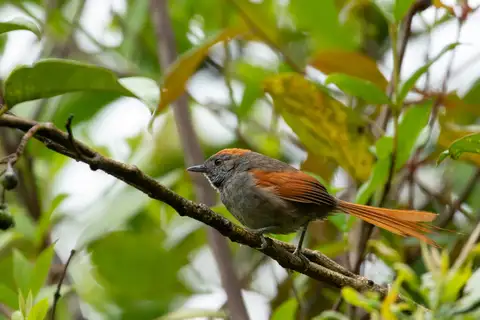 Azara's Spinetail