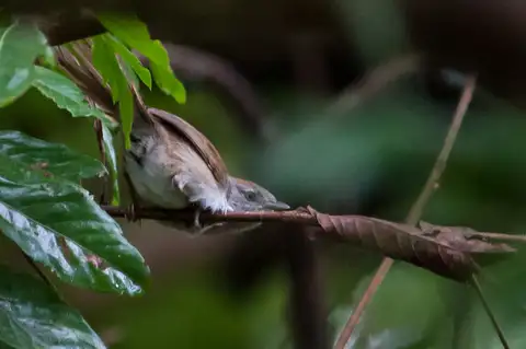 Rio Orinoco Spinetail