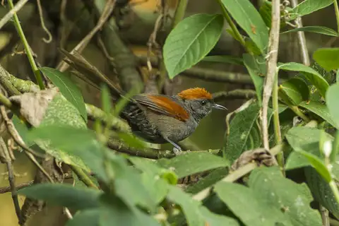 Slaty Spinetail