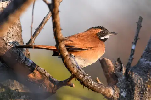 White-whiskered Spinetail