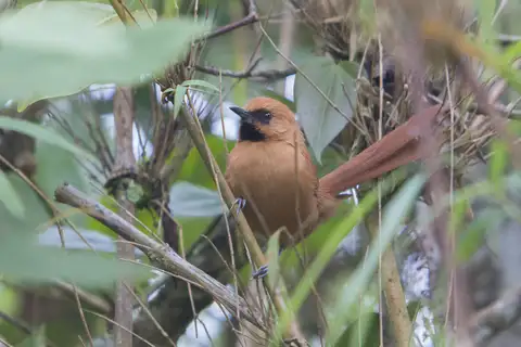 Black-throated Spinetail