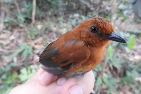 Chestnut-throated Spinetail