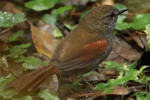 Grey-bellied Spinetail