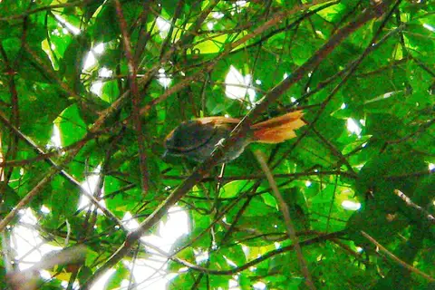 Bahia Spinetail