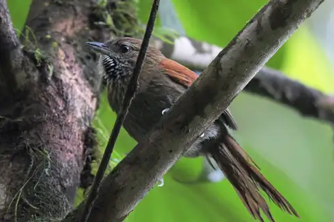 Stripe-breasted Spinetail