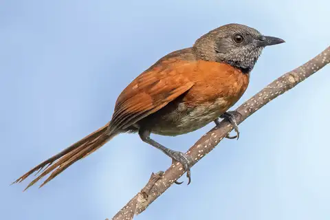Rufous-breasted Spinetail