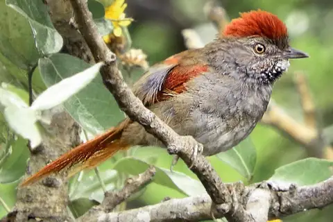 Sooty-fronted Spinetail