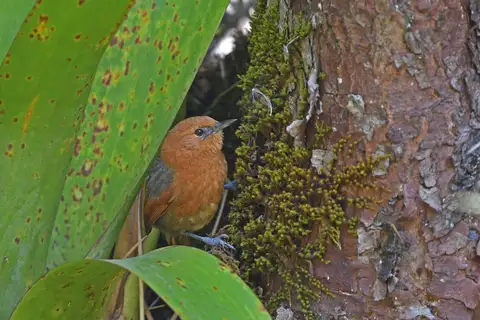 Rusty-headed Spinetail