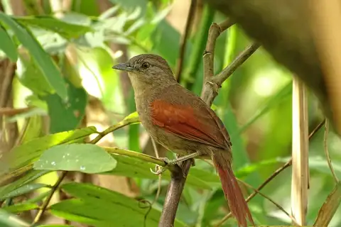 Plain-crowned Spinetail