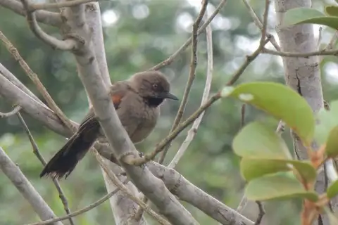 Red-shouldered Spinetail