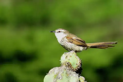 Great Spinetail