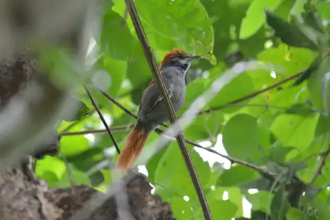 Pinto's Spinetail