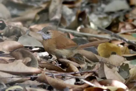 Hoary-throated Spinetail