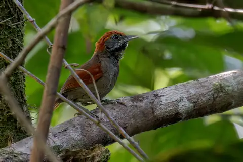 McConnell's Spinetail