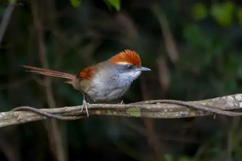 Rufous-capped Spinetail