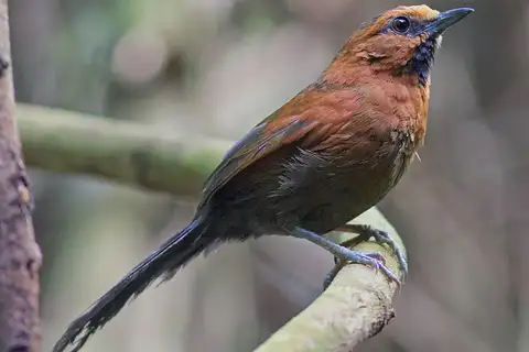Ruddy Spinetail