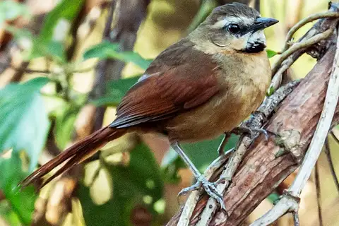 Ochre-cheeked Spinetail