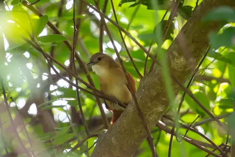 Araguaia Spinetail