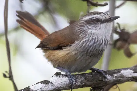 Necklaced Spinetail