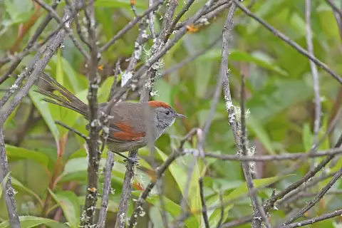 Silvery-throated Spinetail