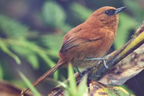 Rufous Spinetail
