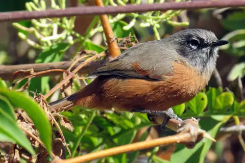 Russet-bellied Spinetail