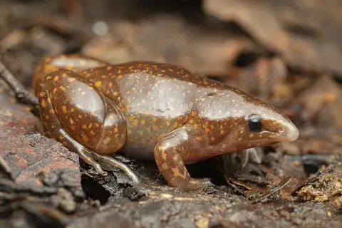 Zombie Frog