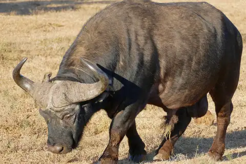 African Buffalo