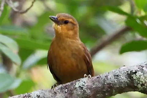 Planalto Foliage-gleaner