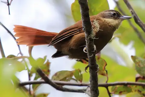 Tepui Foliage-gleaner