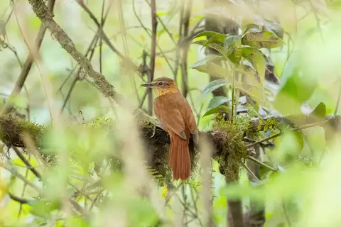 Rufous-necked Foliage-gleaner