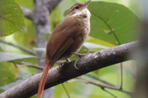 Buff-browed Foliage-gleaner