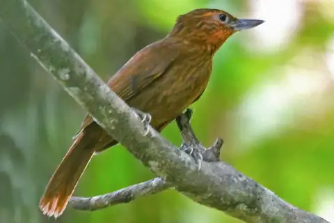 Bolivian Recurvebill