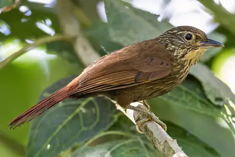 Lineated Foliage-gleaner