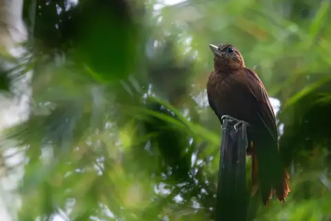 Peruvian Recurvebill