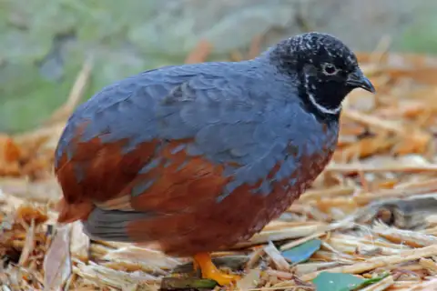 Blue Quail