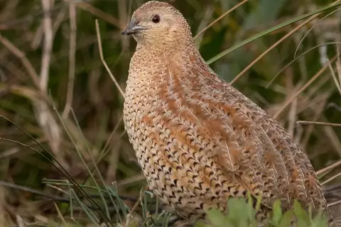 Brown Quail