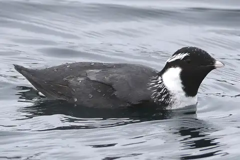 Ancient Murrelet