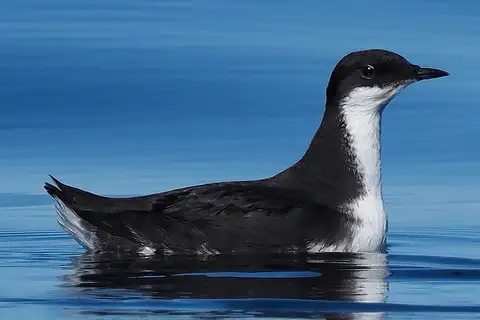 Craveri's Murrelet