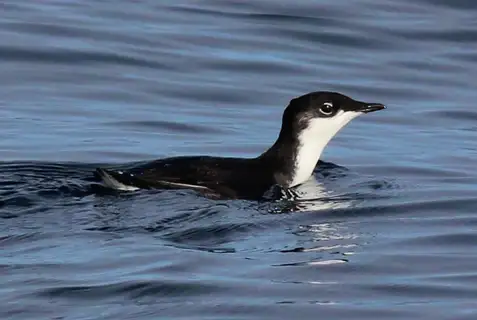 Scripps's Murrelet