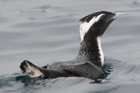 Japanese Murrelet