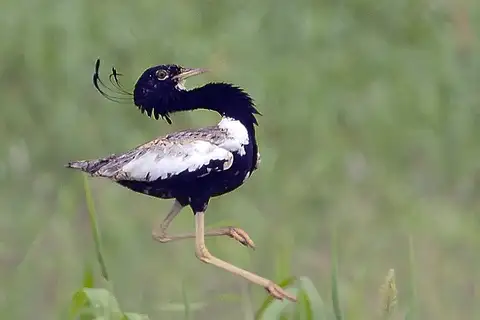 Lesser Florican