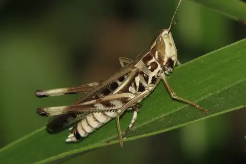 Admirable Grasshopper